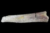 Permian Synapsid (Dimetrodon) Bone - Texas #181310-2